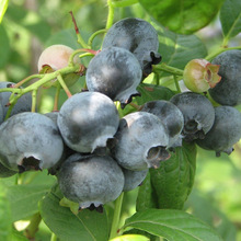 ����ֱ�N�M���{ݮ�� ����Y������ֲ�̨�ɷNֲ�{ݮ��