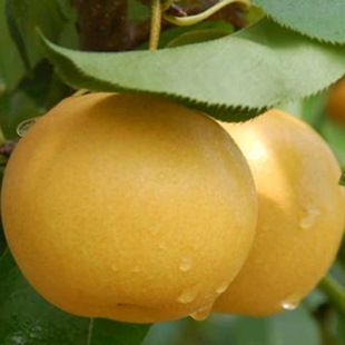 �S������ ���ּt������س��� �������l�r�� �F�ڬF�u