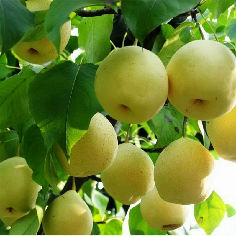 Саженцы золотистой груши, раннеспелые саженцы красной груши, выращиваемые в базе, посадка и уход за саженцами груши