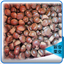 跑江湖板栗本小利大毛栗子油板栗地摊货大量批发栗子仁栗子粉
