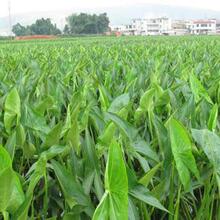 ���ۣ��ȹ���