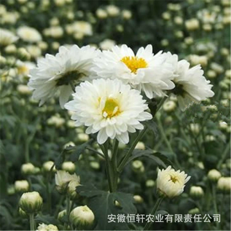 Оптовые лекарственные материалы, саженцы, травяные чай, саженцы хризантемы, саженцы, саженцы хризантемы, саженцы, настольный теннис, саженцы хризантемы