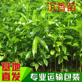 乔木;灌木;盆栽