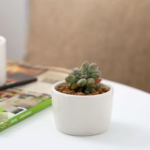 白色简约创意zakka小花盆 多肉花盆 迷你小圆杯花盆 厂家批发