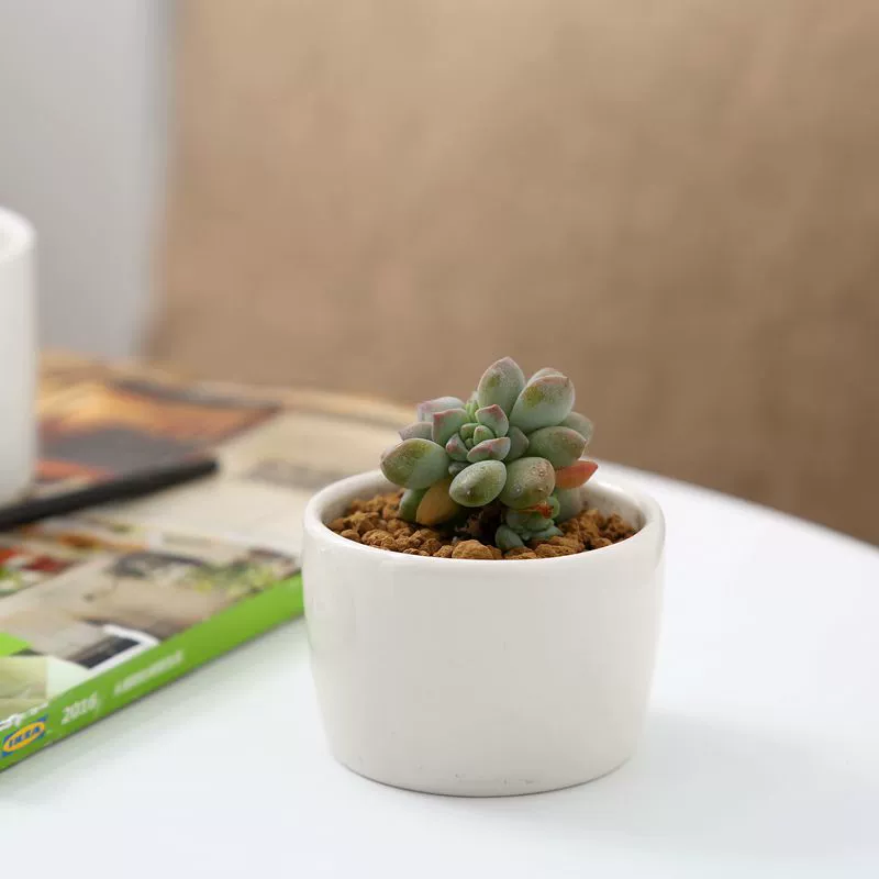 Белый простой креативный маленький цветочный горшок для суккулентов, мини-круглый горшок для цветов, оптовый производитель