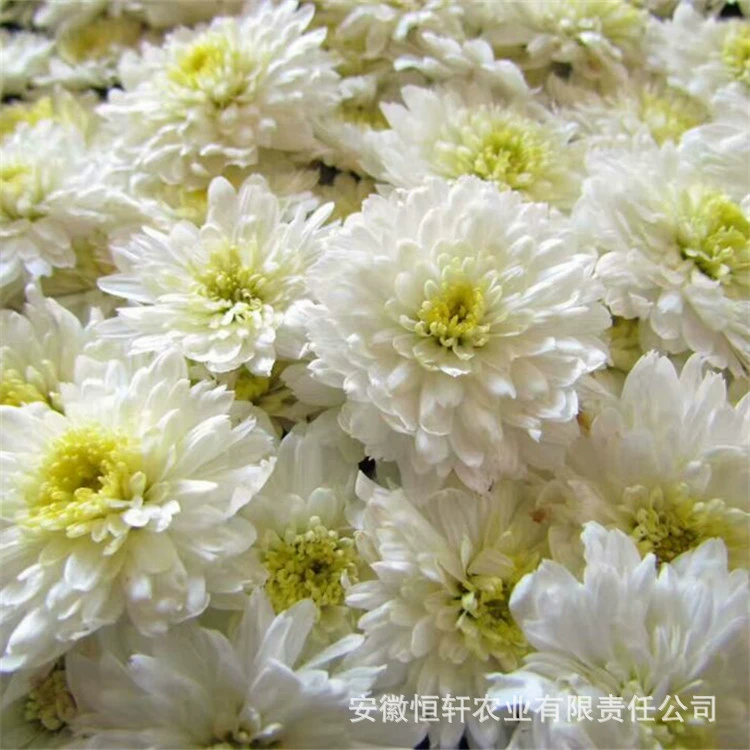 Оптовая продажа, высокоизопасные саженцы белой хризантемы Ханчжоу, китайская травяная медицина, низкая цена, высококачественные саженцы хризантемы