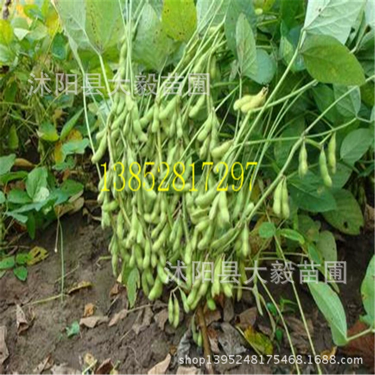 Мао Семян Фасоль Овощной Мао Семян Большой Семян Зеленой Фасоли Семян Овощных Семян [16 лет честности старый магазин]