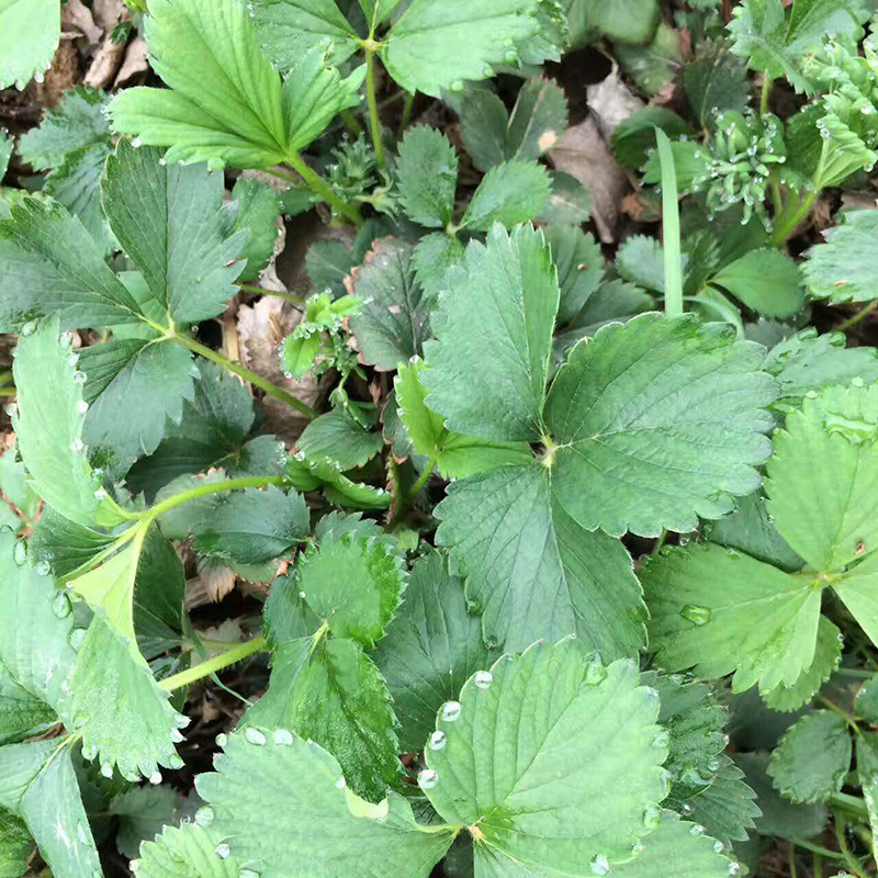 口感佳奶油草莓 易栽培 盆栽地栽甜宝草莓 基地现挖现卖