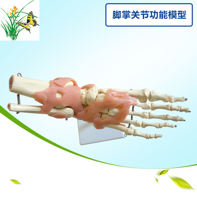 成人脚掌关节功能模型 1:1脚骨模型医学教具 带韧带教学模型|ms