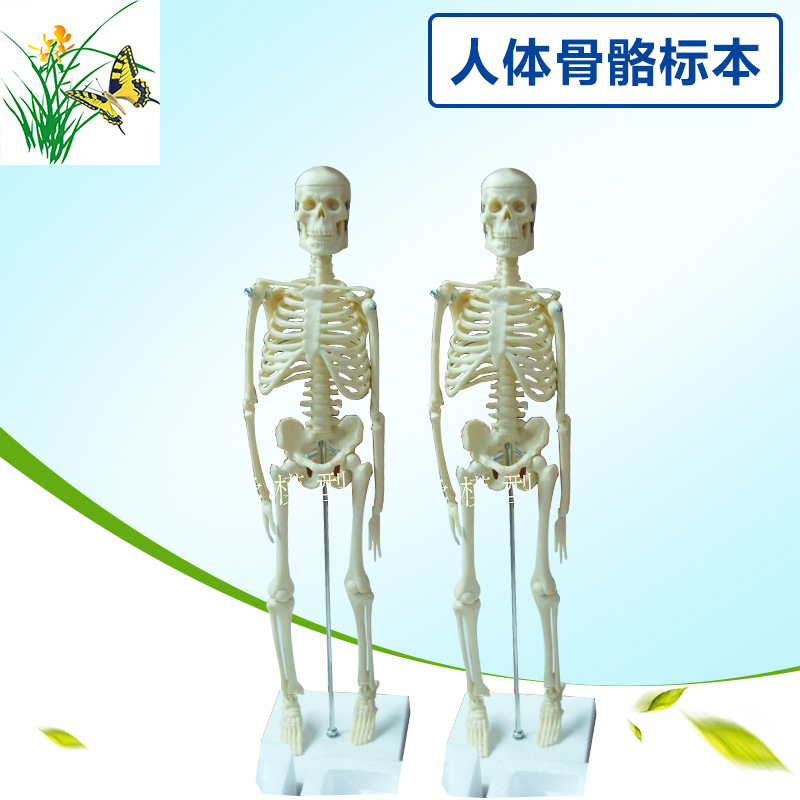 45CM�������ģ�� ҽѧ��ѧģ�� ��������걾 ���ù�ģ��