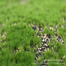 仿真绿植墙苔藓假苔藓室内景观苔藓草皮场景橱窗造景微景观假草坪