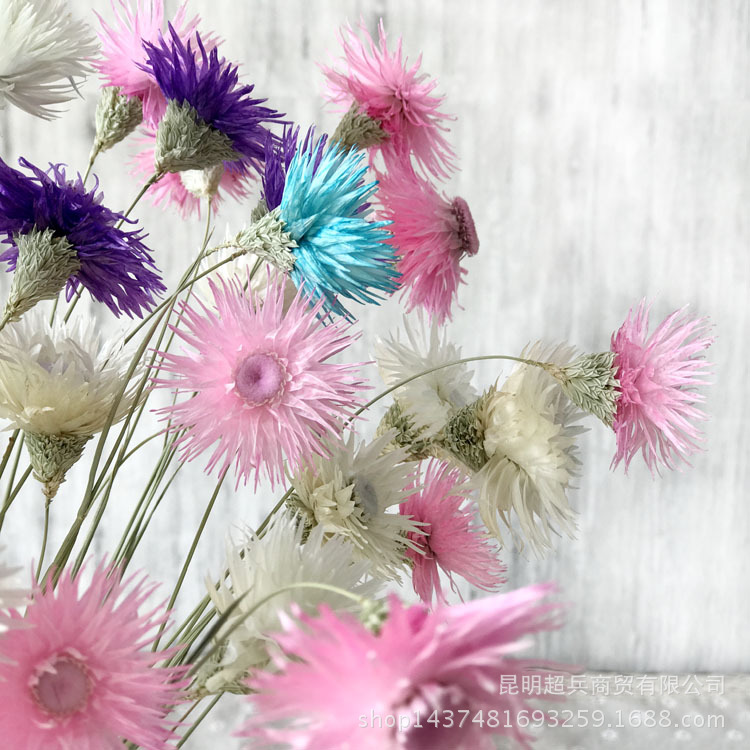 Flor seca Loto de nieve seca Lotus de nieve mini ramo con flor hogar arreglo de flores combinación flor seca