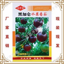 冯子龙种苗公司直售批零蔬菜种子 黑加仑水果番茄（黑圆樱桃851）