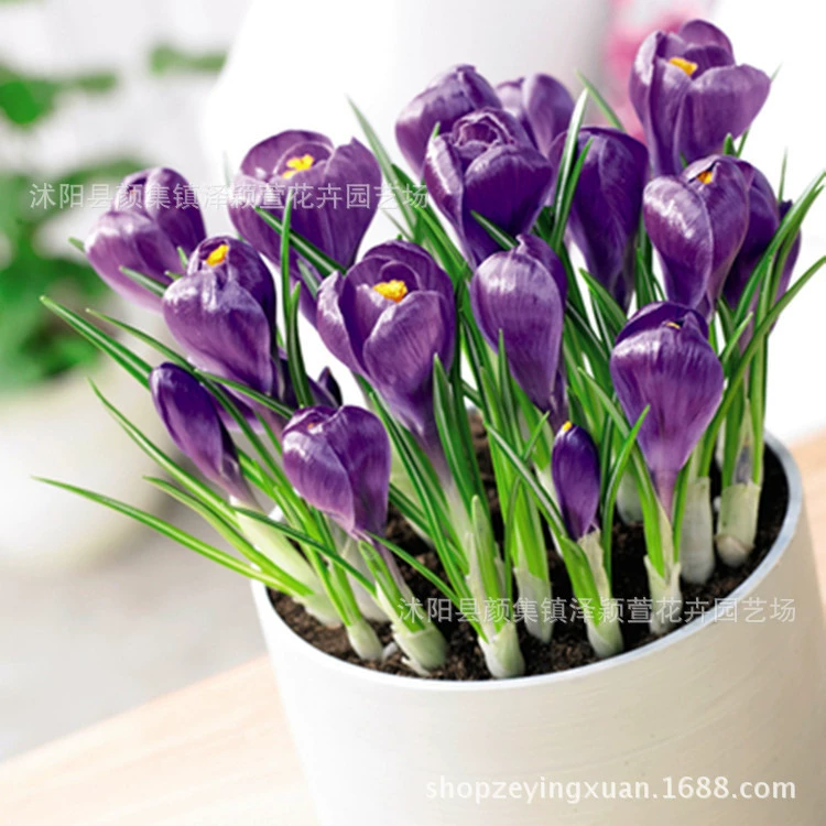 Оптовая Крокус Декоративные Крокус Шафран Цветок Посадка Цветочные Растения