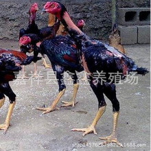 ���NԽ�϶��u���w���^���ӱ�ِ���u�Bֳ�S�����������l̩�����u��