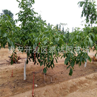 ����5���ֺ��Ҙ��� ��Ҏ�������r�� ɽ�|5����6���ֺ��Ҙ���