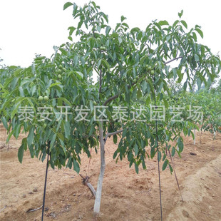 �ӱ�ռ�غ��Ҙ��� ռ��5���ִ���Ҙ�r�� �F�ڬF�u���Ҙ����