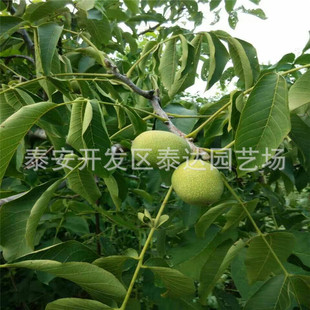 �ӱ�������Ҙ���r�� 1�׸߱�Ƥ���Ҙ��� �����@ռ���ú�����