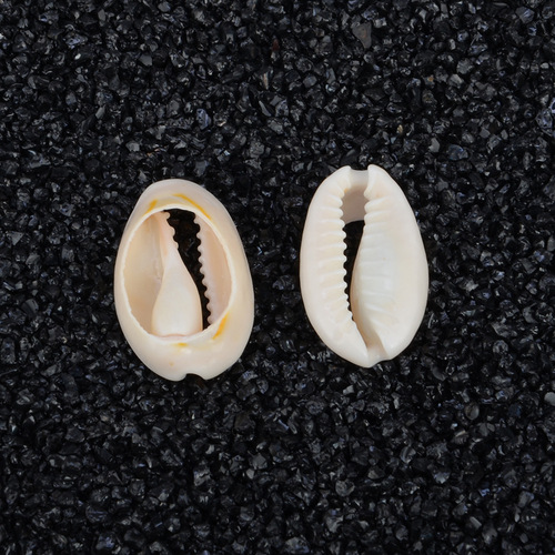 European and American accessories, natural shells and conches, gold-edged shells, sliced ​​shells, decorations, cut-edge shells and conches