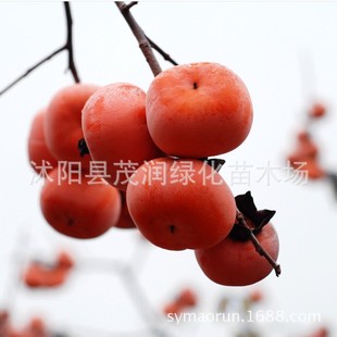 �������� ��������������3����޽��� 5��޽���