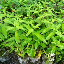 其他园林植物;林业副产品;盆栽