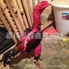 景区参加比赛的斗鸡 纯种越南斗鸡活体出售 脱温鸡苗泰国斗鸡苗