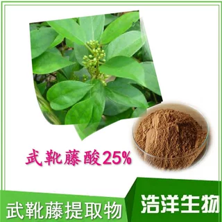 武靴藤提取物 武靴藤酸25% 匙羹藤提取物