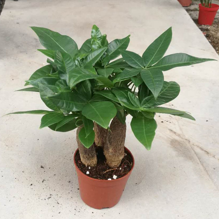 Fortune Tree Popular Plants Office Purifying the Air Four Seasons…