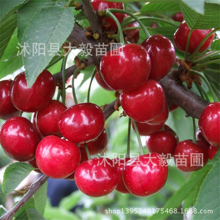 Саженец вишни Фруктовое дерево Саженец вишни Прививка Вишневое дерево Meizao Вишневое дерево