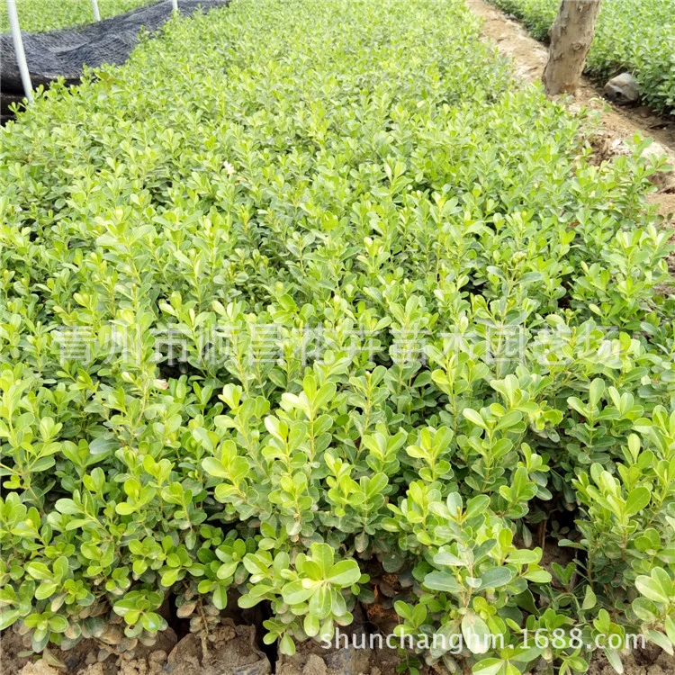 Тополь рассада Ежик Evergreen Сад-без вредителей двор морозостойкий крупнолистовой дыни