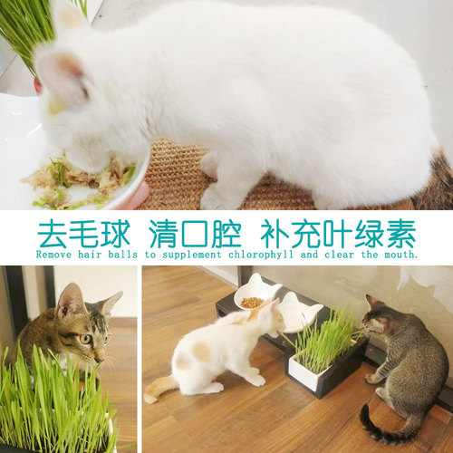 Small Wild Civet Cat Grass Seed Catnip Cat Snacks for Shedding and Hairball Control Pack of 10g/Bag
