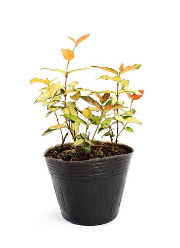 Special nutrition bowl for garden flowers, nutrition bag, nutrition cup, plastic simple seedling pot, nutrition pot, seedling bowl