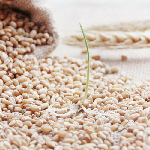 Small Wild Civet Cat Grass Seed Catnip Cat Snacks for Shedding and Hairball Control Pack of 10g/Bag