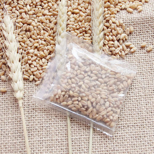 Small Wild Civet Cat Grass Seed Catnip Cat Snacks for Shedding and Hairball Control Pack of 10g/Bag