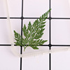 Green -fern dried grass blades, flowers, flowers, dried flowers, natural dried flowers, mobile phone case, plant teaching specimen