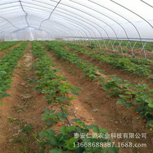 基地出售草莓栽子 红颜草莓 章姬草莓 适合南北方种植