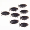 Japanese cockroach