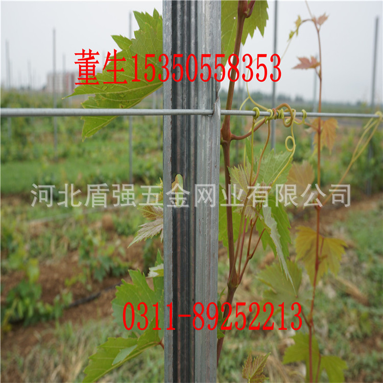 厂家直供 果园新型金属支柱 金属葡萄架立柱 猕猴桃架 农用金属柱