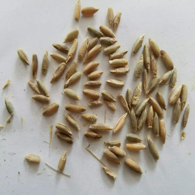 Семена корма Корма Семена ржи зимуют один год