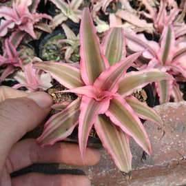 漳州多肉植物批发   姬凤梨 裸根 约5-6cm左右 花卉绿植盆栽园艺