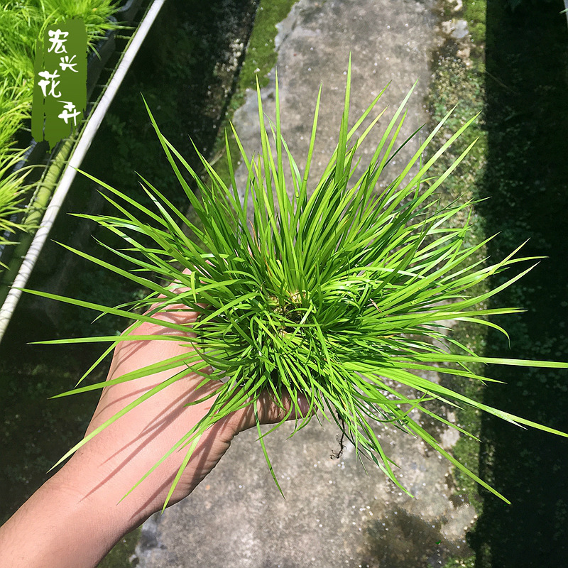 Wholesale of Large Quantities of Gold Calamus Miniature Potted Bonsai Money Tiger Beard Green Plant Potted Plants