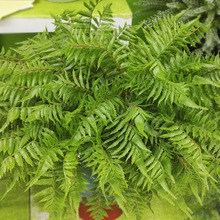 ����Gֲ���Xާ ֲ����ާ�ݹ��̾G���b�˹ާ�׾Gɫ���l