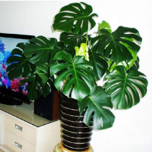 大型龟背竹 大叶 盆栽植物 水生 水培绿植室内客厅观赏植物