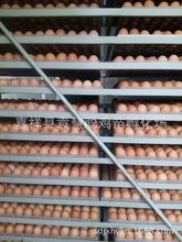 銷售紅玉種蛋紅肉雜種蛋笨雞種蛋土雞蛋孵化蛋鮮雞蛋受精蛋