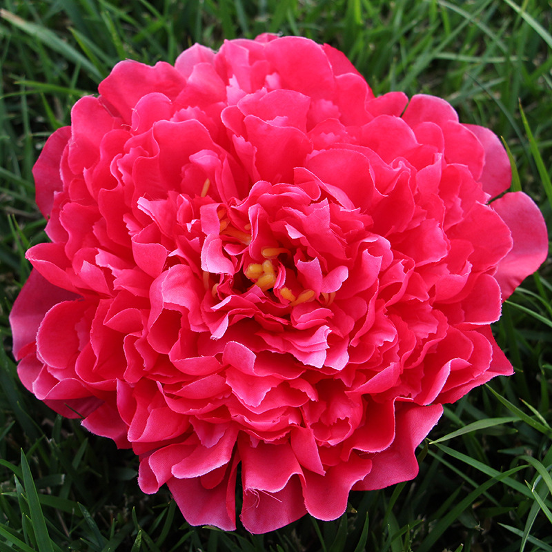 Rose red