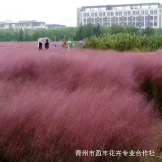 粉黛乱子草盆栽多年生 公园绿化草花花海绿化 毛芒乱子草草苗