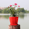 Resin petal pot color round green plants, succulent imitation porcelain pot pumpkin -type vertical plastic flower pot wholesale manufacturers