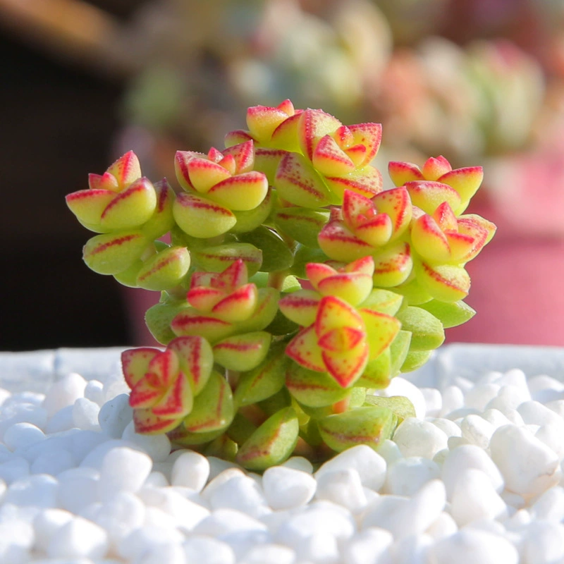 Двенадцать цилиндрических многолистных суккулентов в горшках, комнатные зеленые растения, декор для балкона и сада