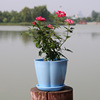 Resin petal pot color round green plants, succulent imitation porcelain pot pumpkin -type vertical plastic flower pot wholesale manufacturers