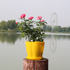 Resin petal pot color round green plants, succulent imitation porcelain pot pumpkin -type vertical plastic flower pot wholesale manufacturers